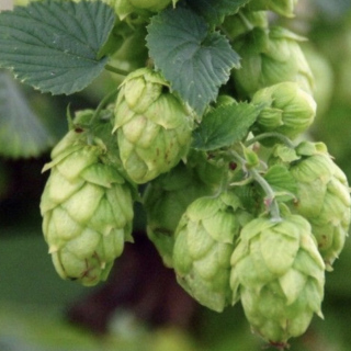 HOUBLON LOCAL