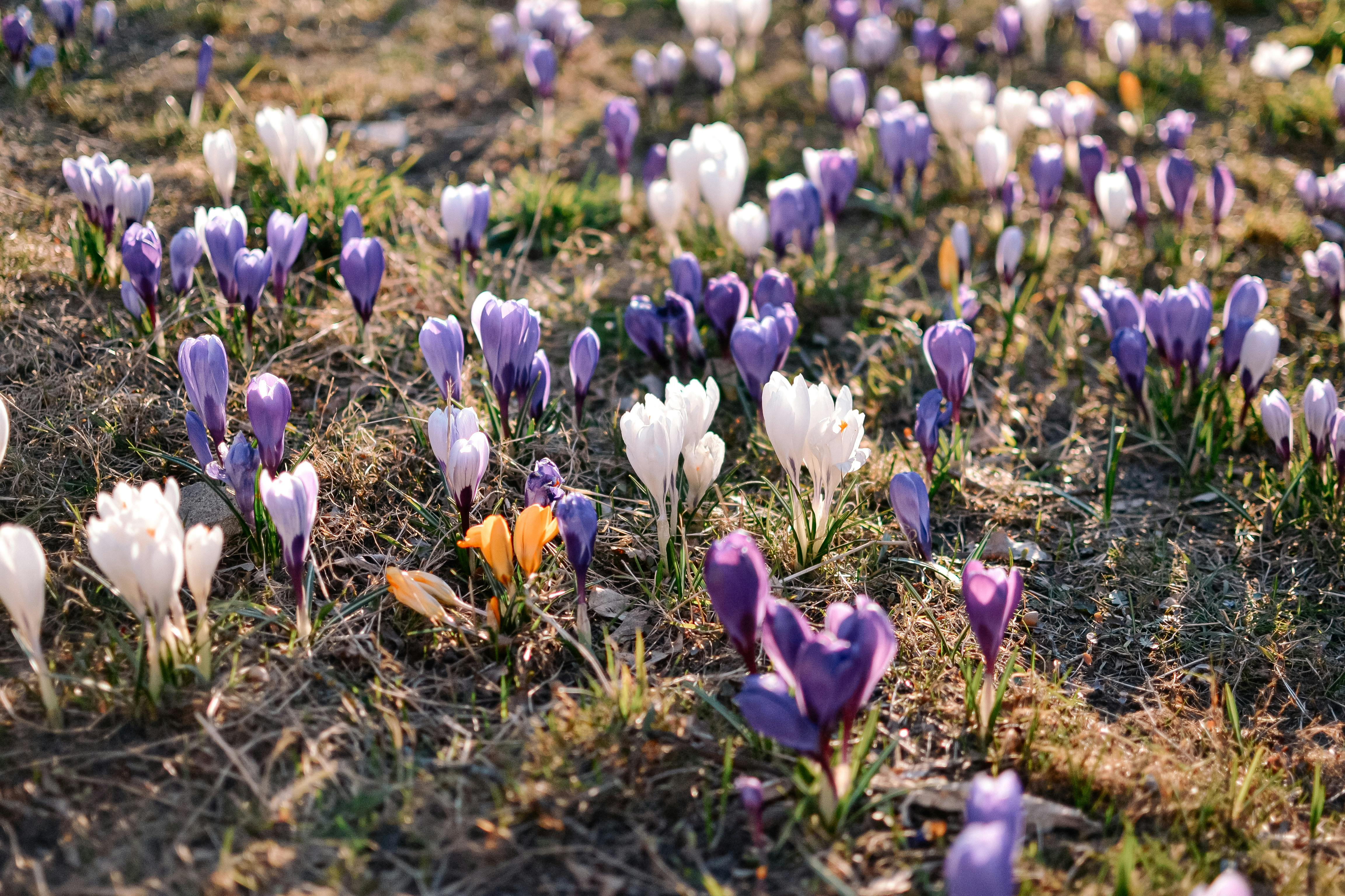 https://brasserie-vanoise.com/wp-content/uploads/2025/01/pexels-photosmiile-11530453.png